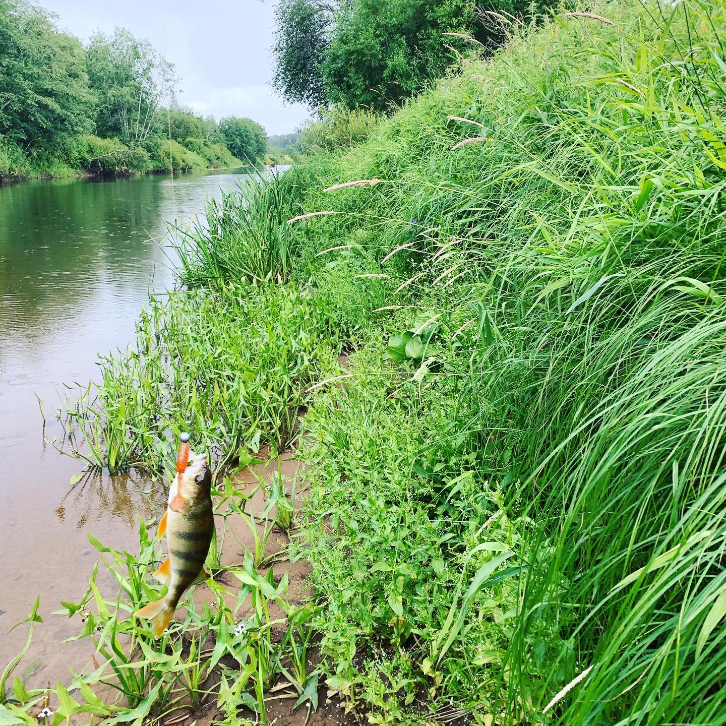 bass